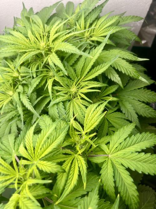 Gelato auto. Week 6 - Please let me know if you see anything I’m missing here.