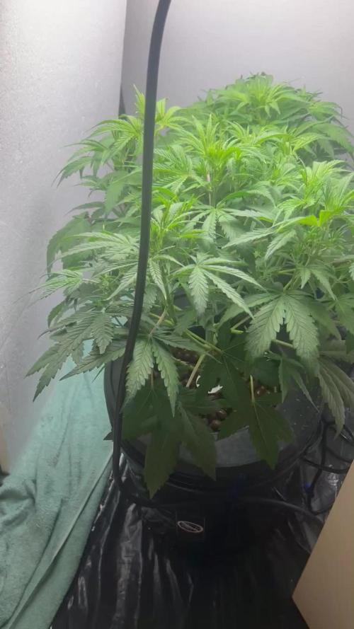 Gelato auto