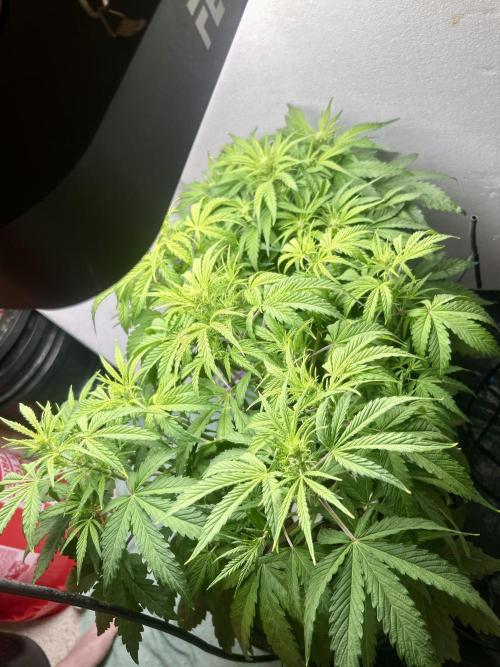 Gelato auto