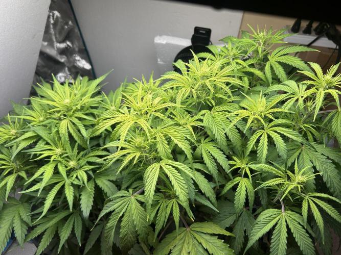 Gelato auto. Week 6 - Just corrected the pH and woke up happy again 😎