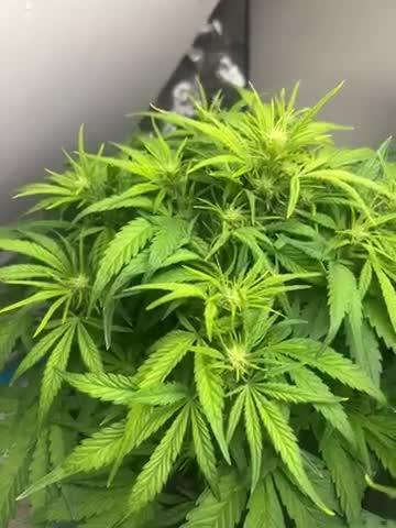 Gelato auto