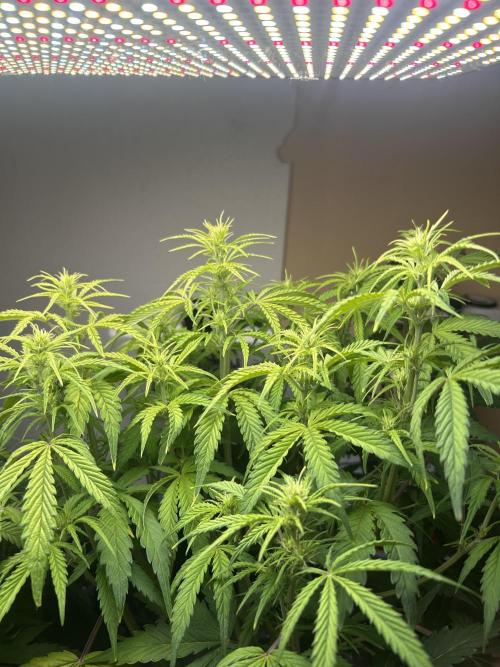 Gelato auto. Week 7 - Many tips
