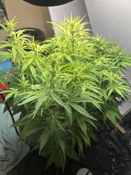 Gelato auto. Week 7