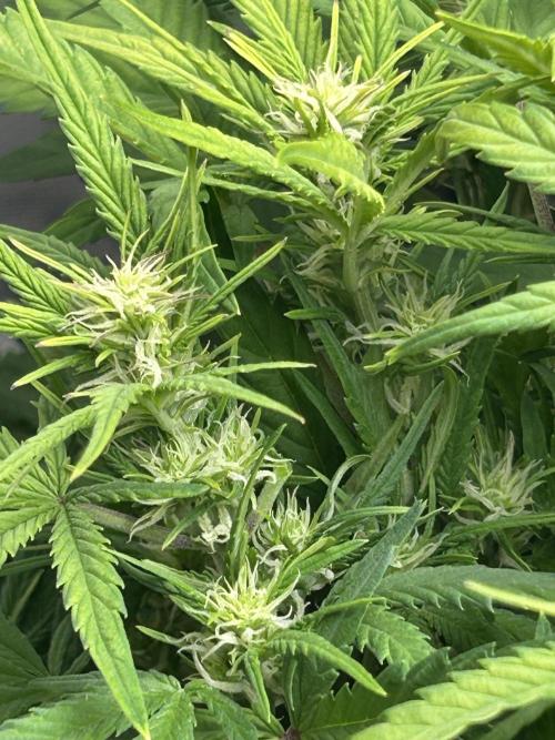 Gelato auto. Week 7 - First day of July