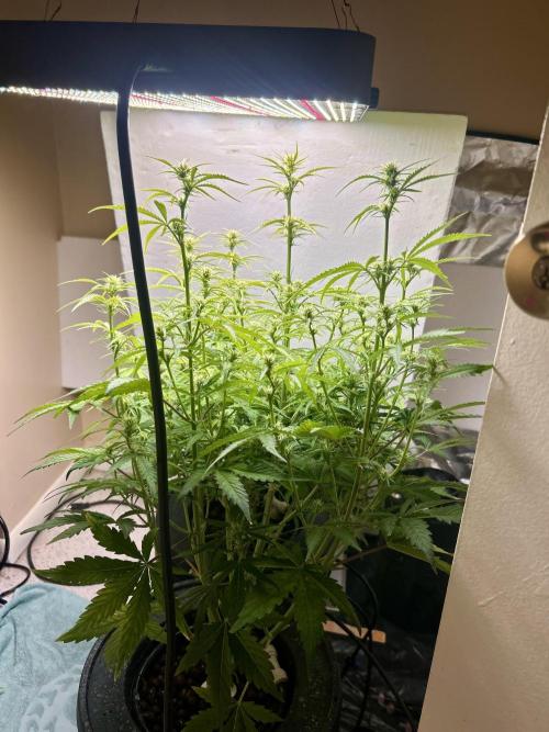 Gelato auto. Week 8 - Defiantly moving along despite some ph issues that have now been resolved.