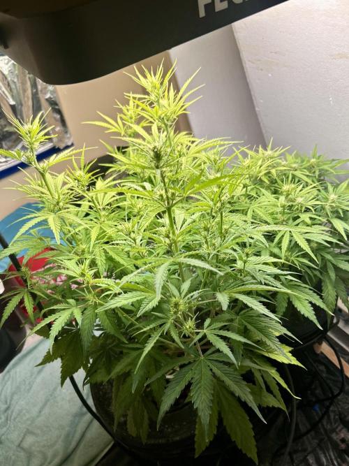 Gelato auto. Week 8 - Two completely different FB auto gelato's 