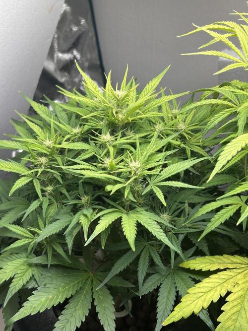 Gelato auto. Week 8 - Number #2 (not 💩) lol