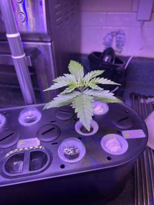 Gelato auto. Week 0 - I had my neighbor get one of these so I can finish what he starts 😎