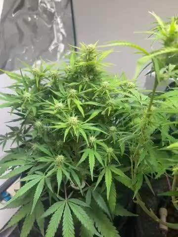 Gelato auto