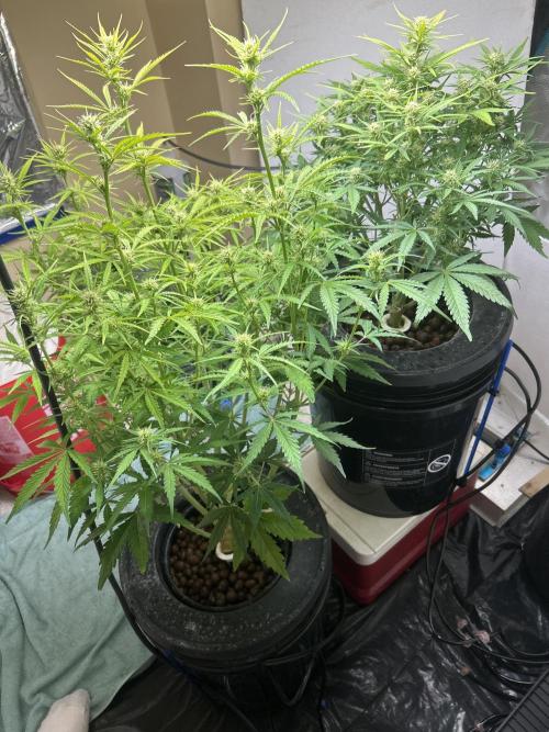 Gelato auto. Week 8 - A big thanks to natrona 
Now they’re the same height 😎
