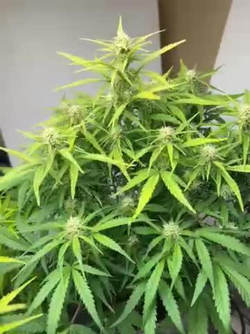 Gelato auto