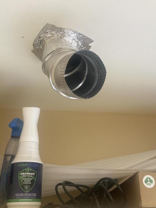 Schafe1001