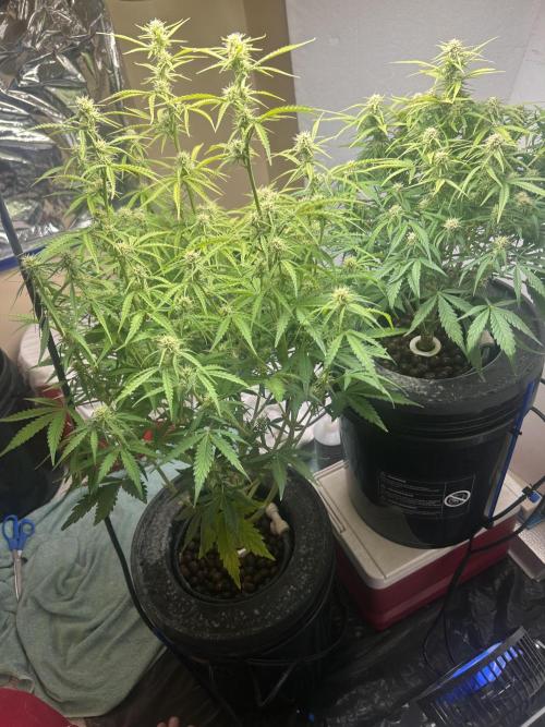 Gelato auto. Week 8 - Any thoughts I really would appreciate… just doing what I can