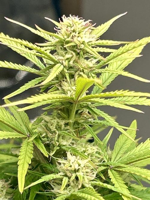 Gelato auto. Week 9