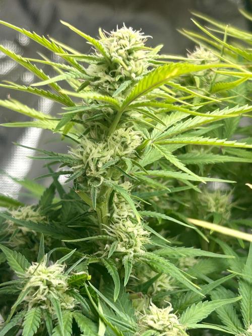 Gelato auto. Week 9