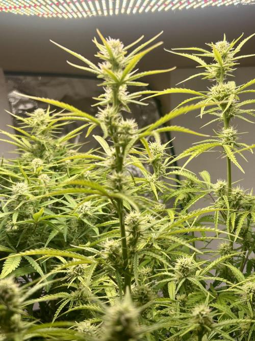 Gelato auto. Week 9