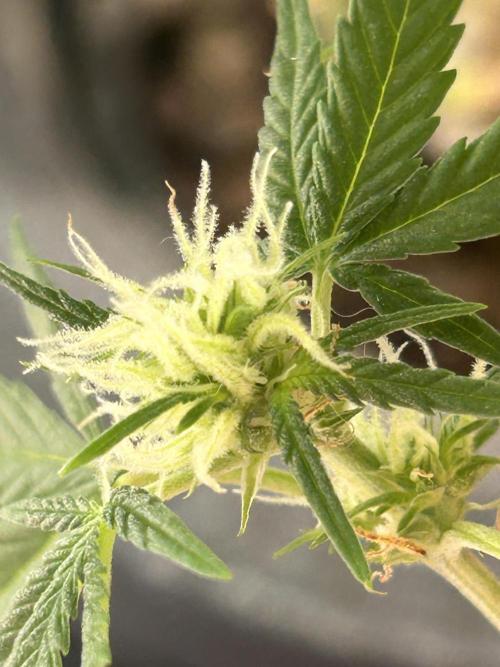 Gelato auto. Week 9