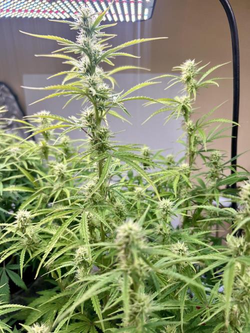 Gelato auto. Week 9