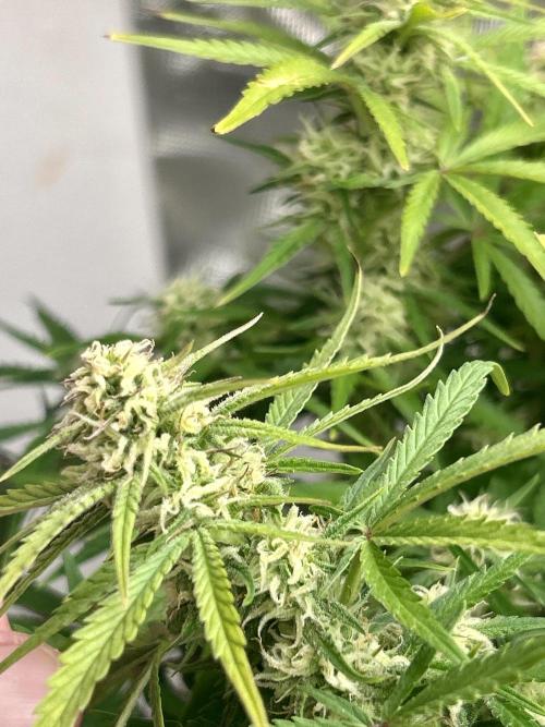 Gelato auto. Week 9