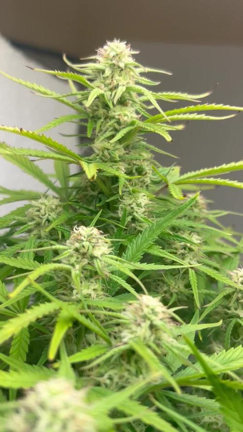 Gelato auto
