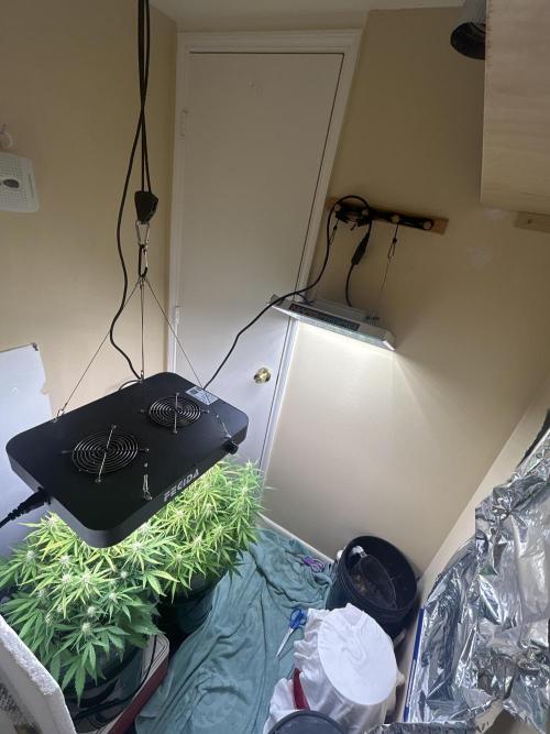 Gelato auto. Week 9 - …💥 🤯 now I REALLY really feel dialed in