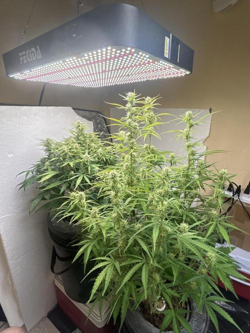 Gelato auto. Week 9