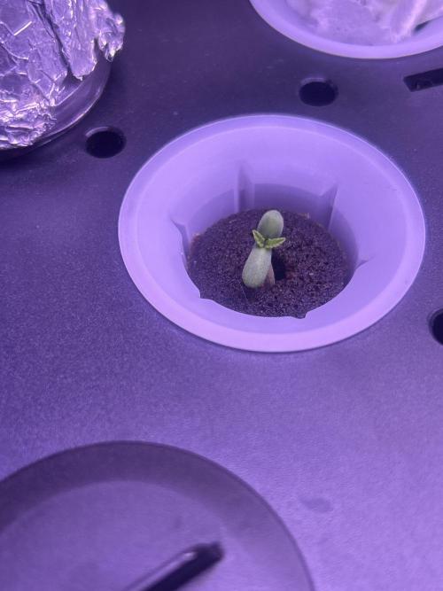 White LSD. Week 0