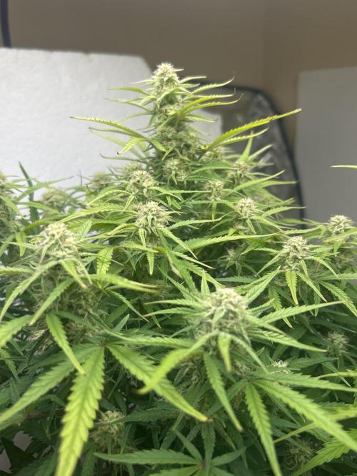 Gelato auto. Week 9