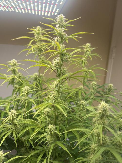 Gelato auto. Week 9