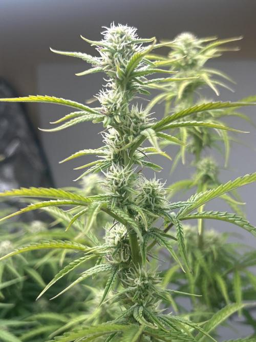 Gelato auto. Week 9