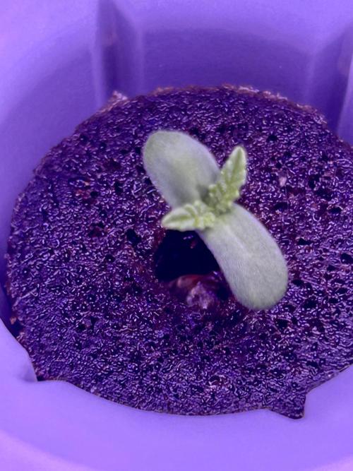 White LSD. Week 0