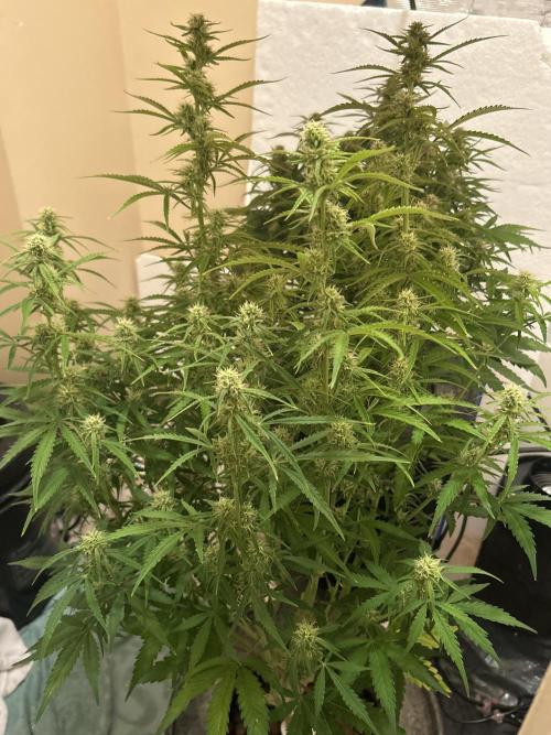 Gelato auto. Week 9 - Now where finally ending our 8th week