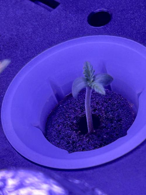 White LSD. Week 0