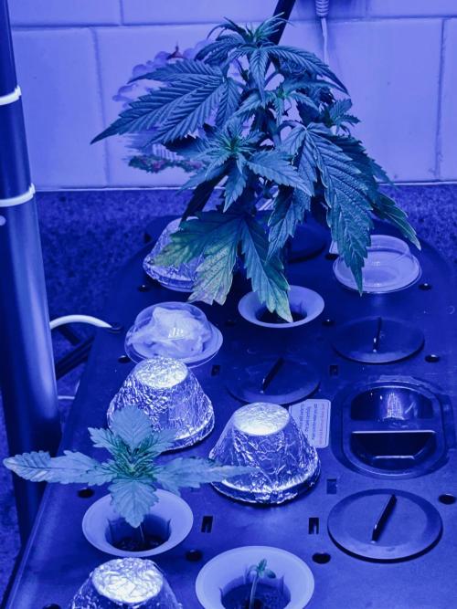 White LSD. Week 0
