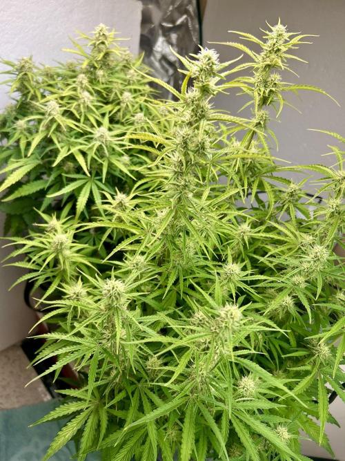 Gelato auto. Week 10