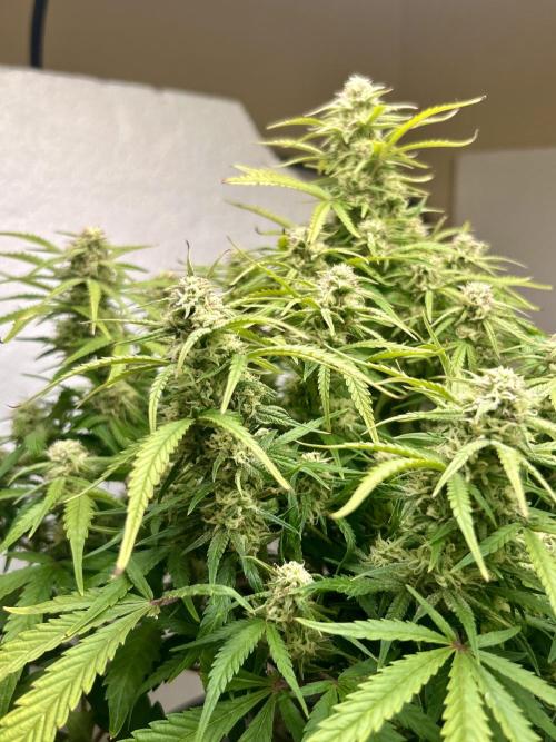 Gelato auto. Week 10