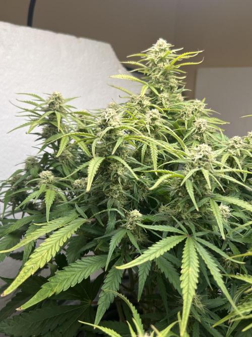 Gelato auto. Week 10