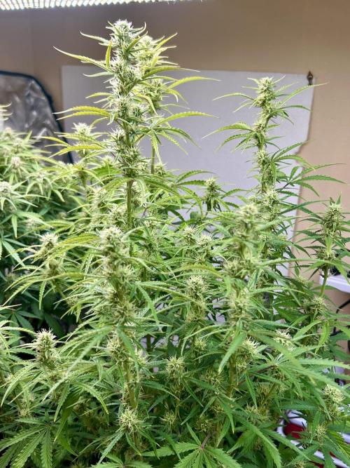 Gelato auto. Week 10