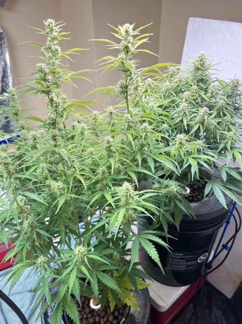 Gelato auto. Week 10