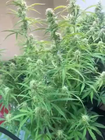 Gelato auto