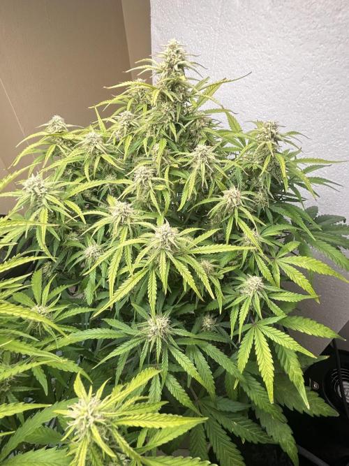 Gelato auto. Week 11
