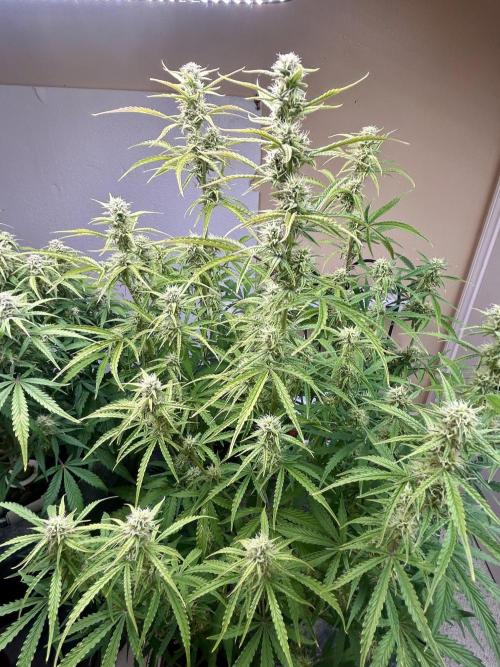 Gelato auto. Week 11