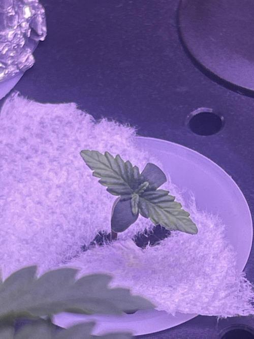 White LSD. Week 0