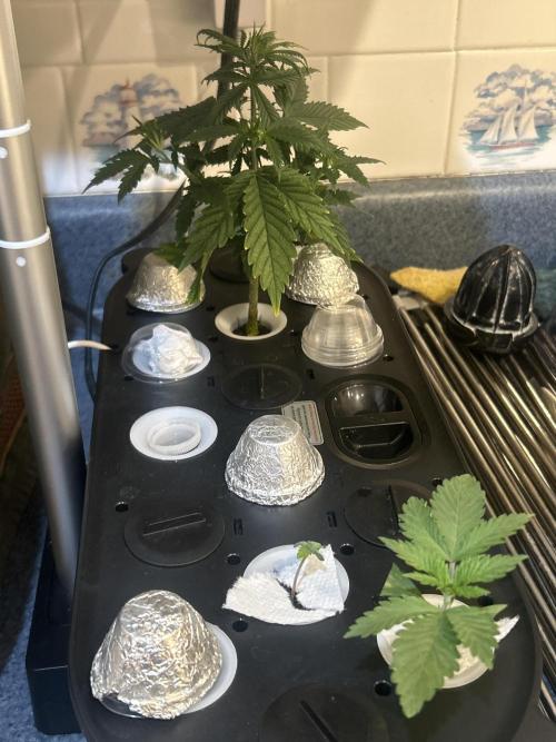 White LSD. Week 0 - Babies 😃😎