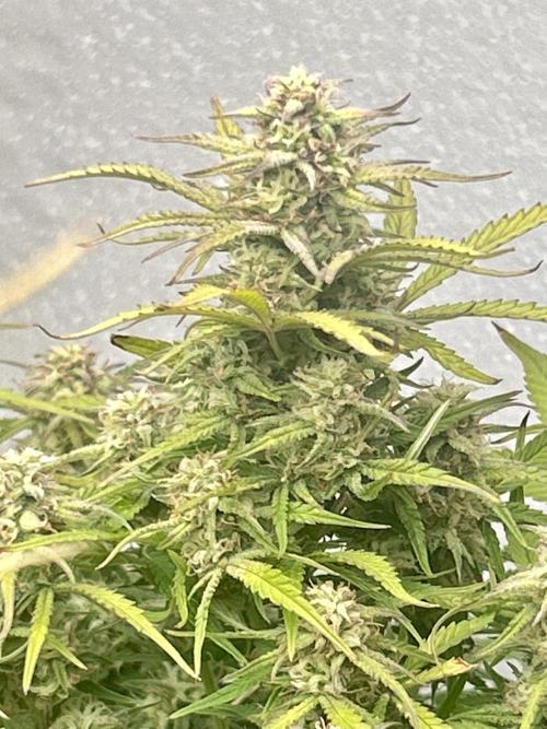 Gelato auto. Week 11