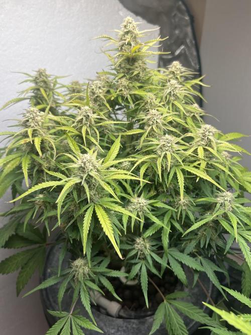 Gelato auto. Week 11