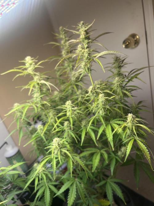 Gelato auto. Week 11