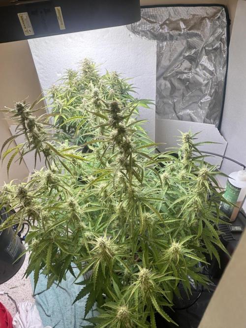Gelato auto. Week 11