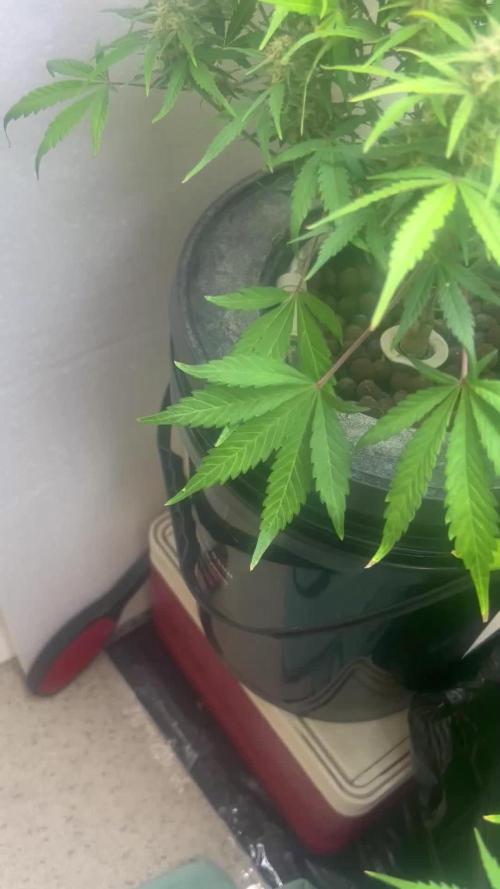 Gelato auto