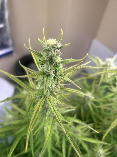 Gelato auto. Week 11